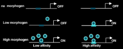 Different targets have different affinities for effectors