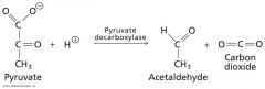 what kind of enzyme is responsible?