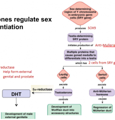1) Sex-determining region of Y chromosome in embryonic germ cells (SRY gene) produces SOX9

2) Testis-determining SRY protein initiates production of Anti-Mullerian

3) Multiple proteins that cause gonad medulla to differentiate into testis 

4) ...