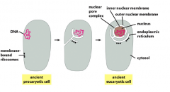 -organelles cannot be created from scratch but from pre-existing cells-nucleus and ER originated from prokaryotic cell with DNA, and ribosomes. Membrane formed to protect DNA, which extended to become ER with ribosomes attacked to it. 


-Evidence...