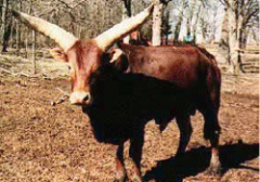 Large, symmetrical horns. Can come in any color. From Africa. Easing calving, quick growth. High quality, low fat meat. NABB