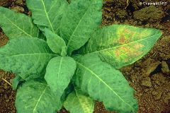 Spots on tobacco leaves that slowed down the plants growth