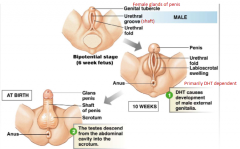 1) DHT causes development of male external genitalia (primarily DHT dependent)

2) The testes descend from the abdominal cavity into the scrotum