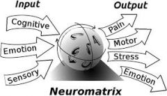 13. e (1) Neuromatrix Theory