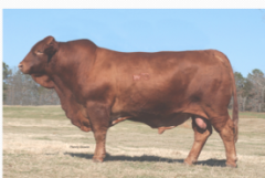 Generally red. Horned or polled. From Texas. Hump and dulap reveal them to be a hybrid breed. Hardiness; gentleness. NABB
