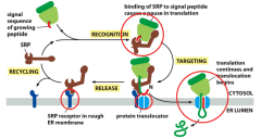 -mRNA has an ER signal sequence which binds to a signal receptor protein. This SRP guides it to a SRP receptor in the ER membrane. SRP receptor will bring it to the protein translocator that will bind to the signal sequence so that translation wil...