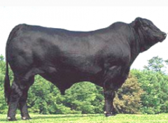 3/8 Brahman, 5/8 Angus. Solid black or red. Angus body type with hump. Polled. Originated in LA. High quality carcass, disease resistant, heat tolerant. Registered in a different breed association in the US. NABB