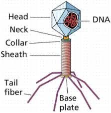 Head, Neck, collar, sheath, tail fiber, base plate, dna on the inside.
picture does not show: capsid ( entire thing) 
site of injection ( bottom of base plate)
