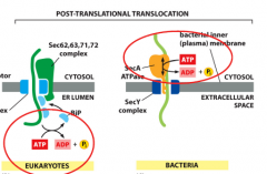 -also called post-translational translocation via active transporters requiring ATP-EUK: PUll method where ATP is hydrolyzed inside of lumen with BIP. 
-BAC: push method, where ATP is hydrolyzed in the cytosol  (SEC A ATPASE)
