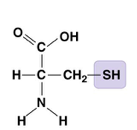 










Two —SH groups can react, forming a “cross-link” that helps stabilize

protein structure.

Compound name: Thiol