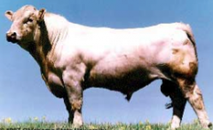Mostly white and large. Mainly horned, but polled lines. Fast growth, good carcass characteristics. 5/8 Charolais and 3/8 Brahman. Loose skin and dewlap show Bos Indicus. NABB