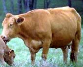 Yellow cow. German. Used in crossbred beef production. NABB