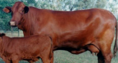 #3 of red cattle. Honey to deep red coat. Bulls show hump. King Ranch, Texas. America's original beef breed. Good hardiness in arid climate.  Shorthorn and Brahman.