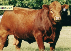 #3 breed. Chestnut red originally. Horned or polled. Second of red cattle. Feed efficiency, good carcass, hardiness, mothering abilities.
