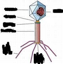 Name each part of the bacteriophage