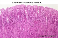Gastric Glands