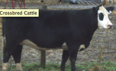 Crossbred cattle. Angus + Hereford