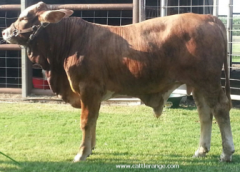 Brahman + Hereford. Crossbred cattle.