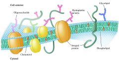 1. Consists of phospholipid bilayer, transport proteins, and receptor proteins and lipids