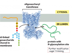 -oligosacchryl transferase will transfer a lipid-linked oligosacchride anchored in the ER membrane to a protein with a N-glycosylation site in the ER lumen