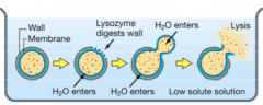 Water will enter the cell, causing lysis (cell bursting)