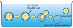 The internal components (its membrane and everything in it) will be a protoplast outside of the lysised cell wall