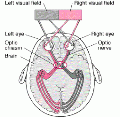 made up of axons of ganglion cells - impulses from the left side of the retina go to the left hemisphere and vice versa with right