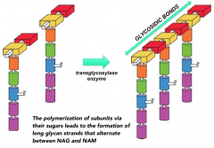 Polymerization of peptidoglycan subunits via their sugars leads to formation of long glycan strands that alternate between NAG and NAM by glycosidic bonds