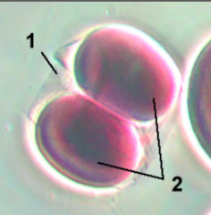 2 cell stage

(Early cleavage)