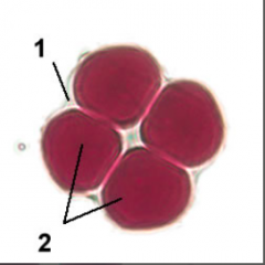  4 cell stage

(Early cleavage)