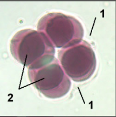 8 cell stage

(Early cleavage)