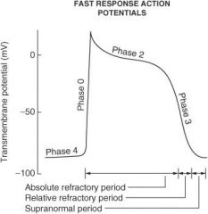 Repolarization phase; outward K⁺ current increases and inward calcium ion current decreases