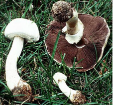 Basidiomycota – Club Fungi 
 
Agaricus sylvicola - Edible Mushrooms