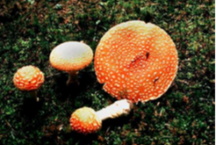 Basidiomycota – Club Fungi 
 
Toxic that causes Hallucination if large amount is eaten