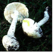 Basidiomycota – Club Fungi 
 
(Destroying Angel) - Very Poisonous - The chemicals in it causes liver failure