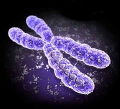 

Chromosomes are thread-like structures located inside the nucleus of animal and plant cells. Each chromosome is made of protein and a single molecule of deoxyribonucleic acid (DNA). Passed from parents to offspring, DNA contains the specifi...