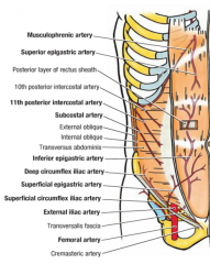 Anterolateral Abdominal wall
Superficial vessels:
-superficial epigastric arteries
-superficial circumflex iliac arteries
Deep vessels:
-inferior epigastric artery
-superior epigastric artery
-deep circumflex iliac artery