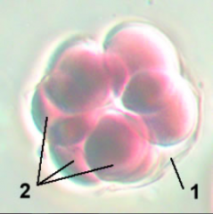  32 cell stage

(Late cleavage)