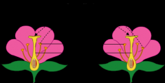 

The transfer of pollen from the male reproductive organ (an anther or a male cone) of one plant to the female reproductive organ (a stigma or a female cone) of another plant. Insects and wind are agents of cross-pollination.



