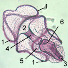 Late Bipinarria Larva