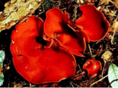 Ascomycota – Sac Fungi 


 


Saporobes lives in decaying wood
