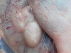 Lymphadenomaegaly of the mesenteric lymph nodes & thickened ileum is seen in a wasted goat. Likely Dx?