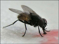 -True Flies/Mosquitos/Gnats

-Endopterygota