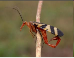 -Scorpionflies/ Hangingflies

-Endopterygota