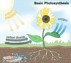 A process used by plants and other organisms to convert light energy into chemical energy that can be later released to fuel the organisms' activities.  