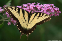 -Butterflies/Moths

-Endopterygota