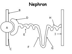 What part of the nephron in indicated by the letter H?