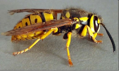 -Sawflies/Bees/Wasps/ Ants

-Endopterygota