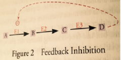 Negative Feed Back: 1 or 2 enzymes regulate the first irreversible step to preserve energy and conserve initial product. 
1) Enzymes E1-3 are required to convert product A-D.
2) When excess D is formed, E1 shuts down to so excess B,C,D are made
F...