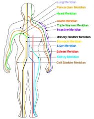 12 Meridianos y su relación con los órganos del cuerpo